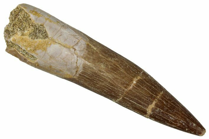 Fossil Plesiosaur (Zarafasaura) Tooth - Morocco #354697